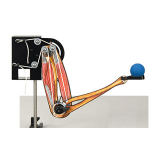 Biomechanics